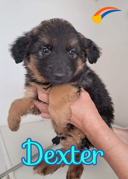 DEXTER meraviglioso cucciolo