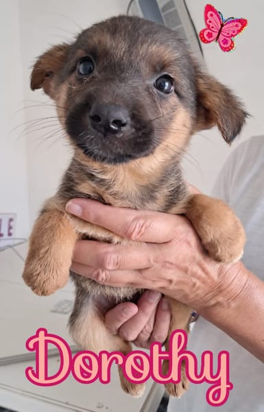 DOROTHY splendida signorinella