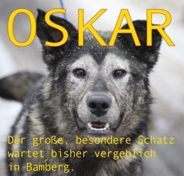 OSKAR - Adoptantin abgesprungen
