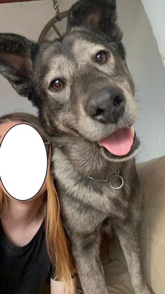 OSKAR - Adoptantin abgesprungen