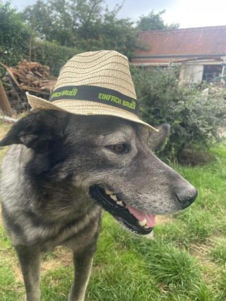 OSKAR - Adoptantin abgesprungen