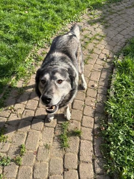 OSKAR - Adoptantin abgesprungen