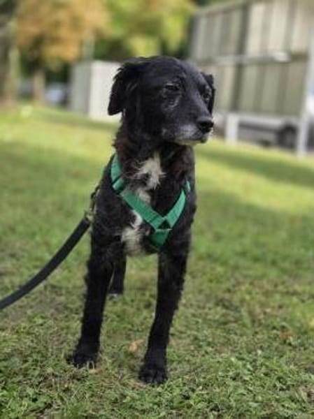 kleine Mara sucht ihre Menschen