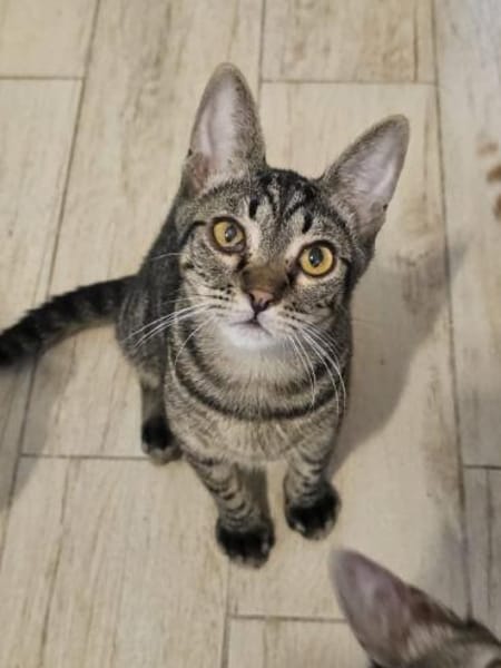 Kleiner Bandit sucht sein Zuhause