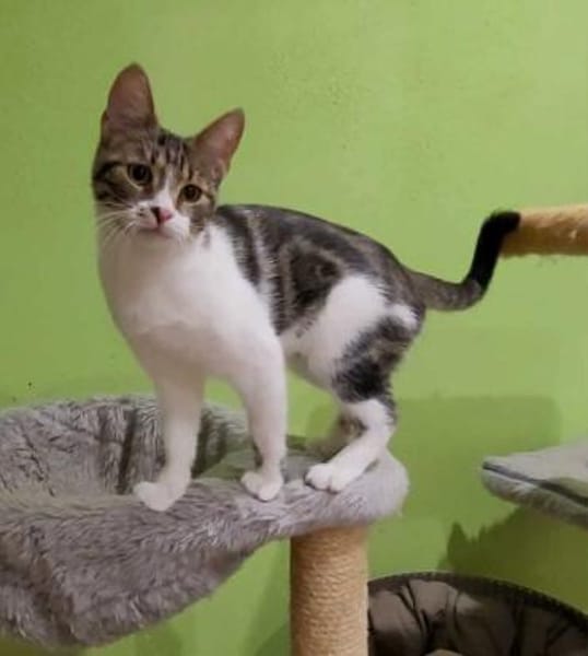 Liebe Zoia sucht behütetes Zuhause