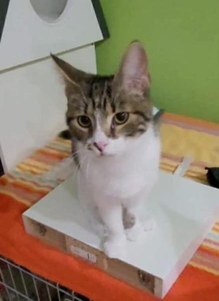 Liebe Zoia sucht behütetes Zuhause