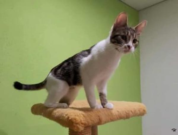 Liebe Zoia sucht behütetes Zuhause