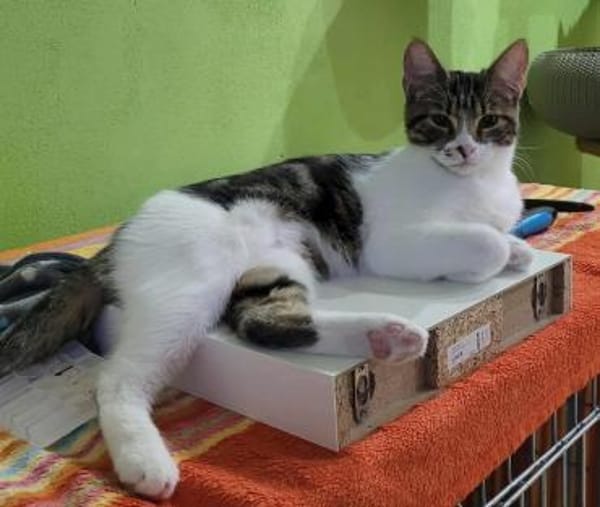 Liebe Zoia sucht behütetes Zuhause