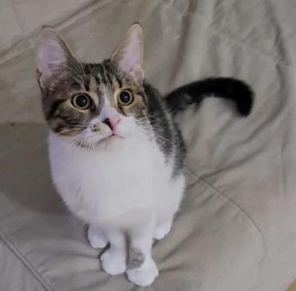 Liebe Zoia sucht behütetes Zuhause