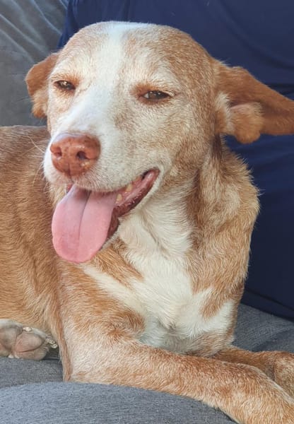 Seelenhund Zenyt sucht Seelenmenschen