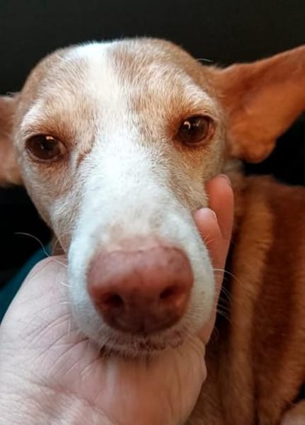 Seelenhund Zenyt sucht Seelenmenschen