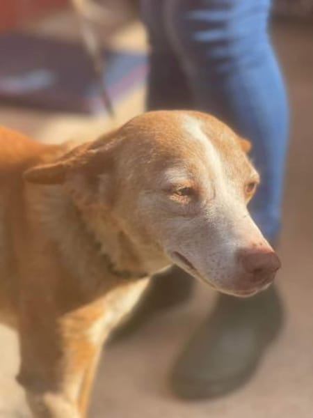 Seelenhund Zenyt sucht Seelenmenschen