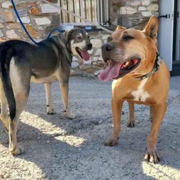 Sanfter Azor möchte ganz viel kuscheln!