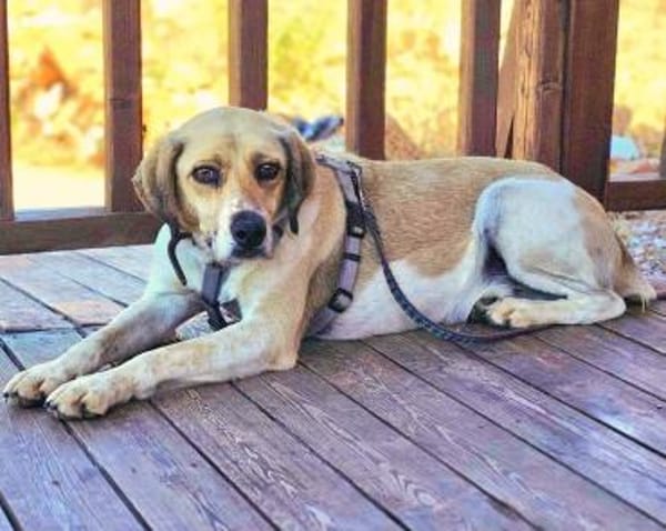 Ares möchte dein Herz erobern!