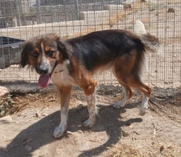 Aufgeweckter Raider sucht sein Glück