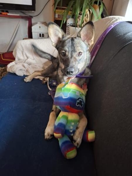 Kuschelige Tammi sucht aktives Heim