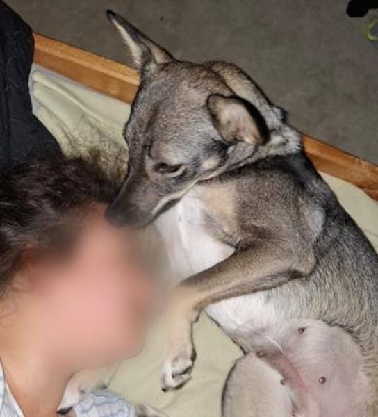 Kuschelige Tammi sucht aktives Heim