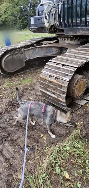 Kuschelige Tammi sucht aktives Heim