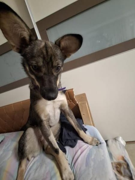 Kuschelige Tammi sucht aktives Heim