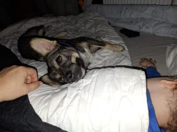 Kuschelige Tammi sucht aktives Heim