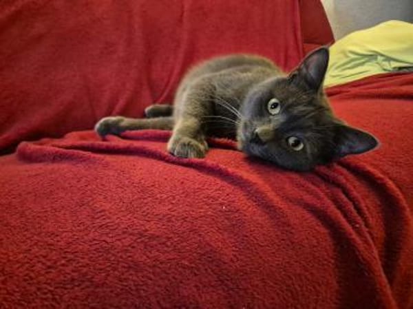 Fairy & Caillou suchen ein neues Zuhause