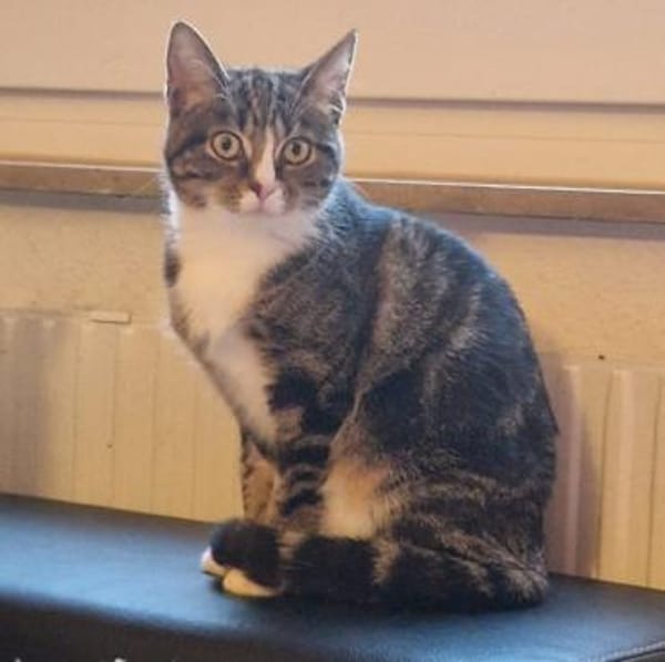 Gloria sucht liebevolle Dosenöffner