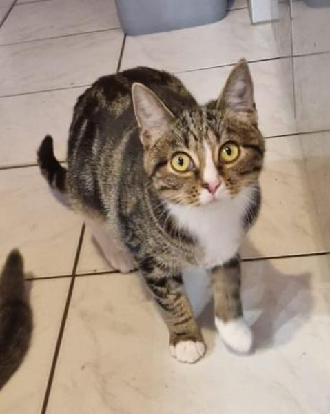 Gloria sucht liebevolle Dosenöffner