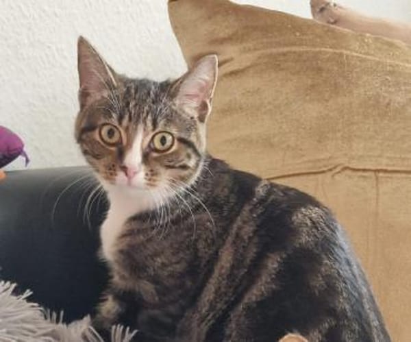 Gloria sucht liebevolle Dosenöffner