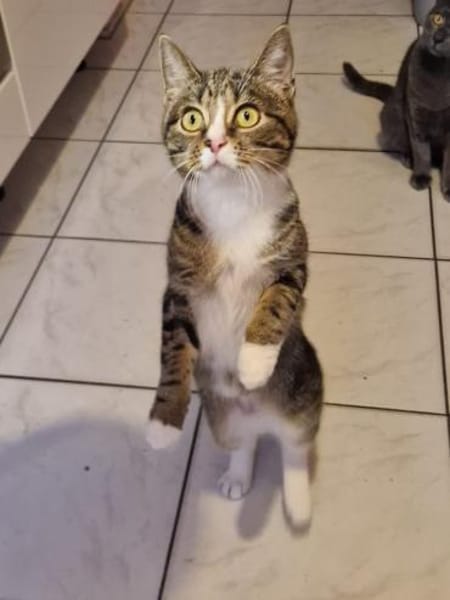 Gloria sucht liebevolle Dosenöffner