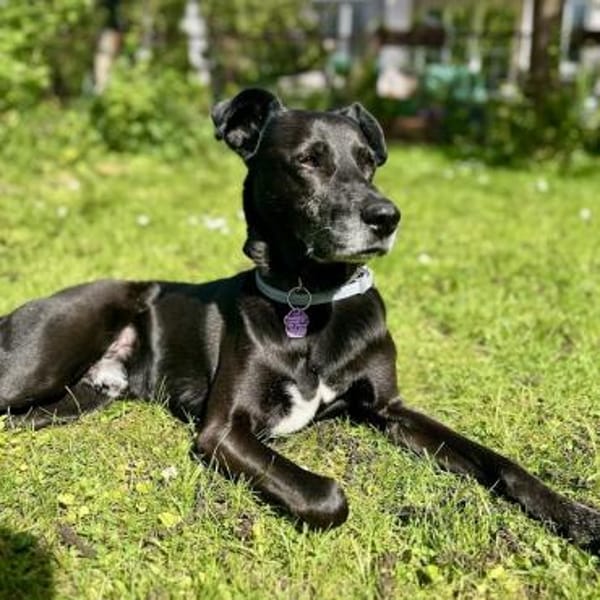 Bruno - Liebevoller Schmuser mit Herz