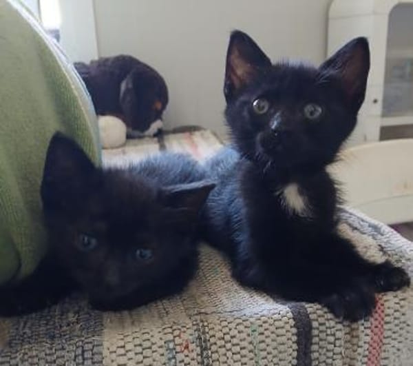 Kleine Mio sucht ihr Glück