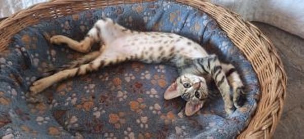 Verspielter Stevie sucht Zuhause