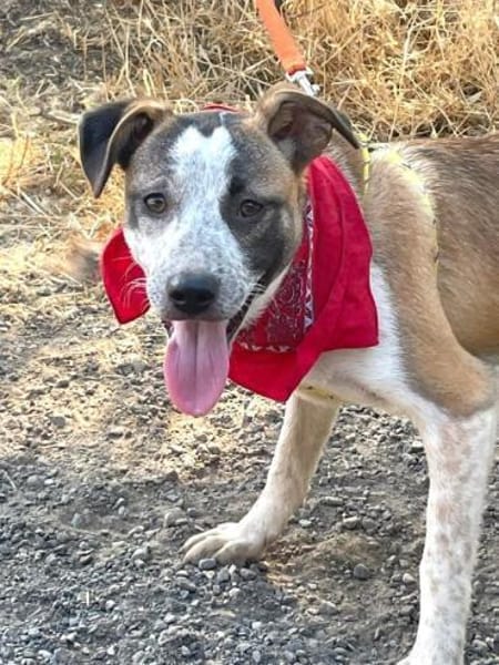 TARA - Hündin mit Sommersprossen......