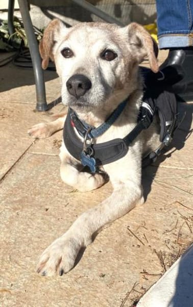 MOMO sucht Urlaubsbetreuung........