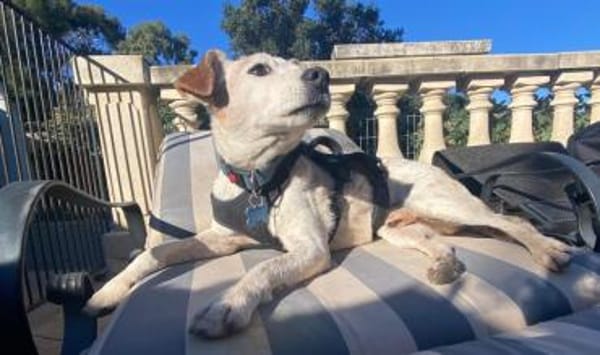 MOMO sucht Urlaubsbetreuung........