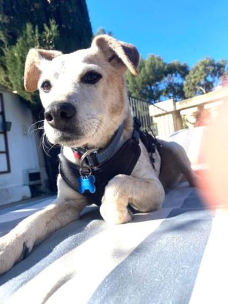 MOMO sucht Urlaubsbetreuung........