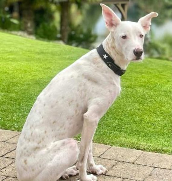 Zeno - die Sportskanone