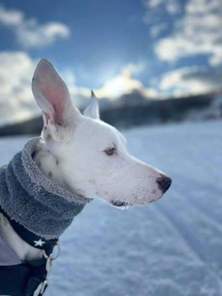 Zeno - die Sportskanone