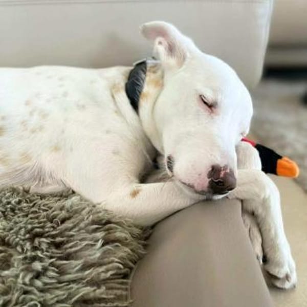 Zeno - die Sportskanone