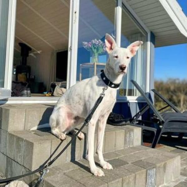 Zeno - die Sportskanone