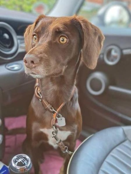 Mira - ist eigenständig&aktiv