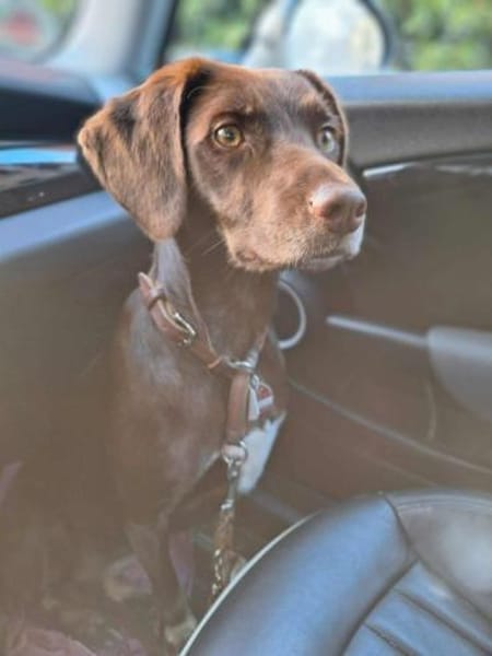 Mira - ist eigenständig&aktiv