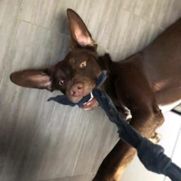 Mira - ist eigenständig&aktiv