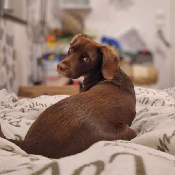 Mira - ist eigenständig&aktiv