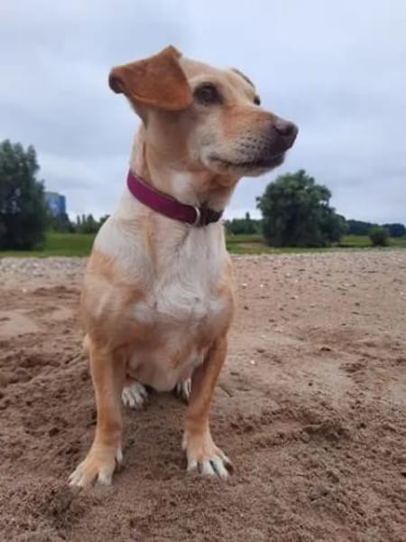 SARA - auf PS in NRW