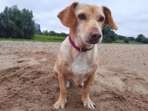 SARA - auf PS in NRW