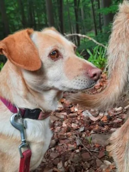 SARA - auf PS in NRW