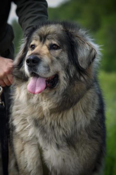 Maja - braucht Ihre Menschen