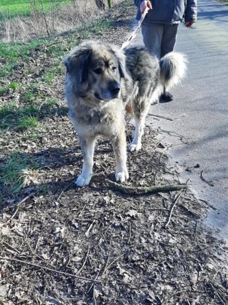 Maja - braucht Ihre Menschen