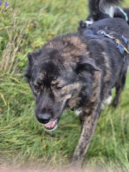 Ira - lieb und ruhig